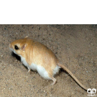 گونه جربیل کرمانی  Swarthy Gerbil